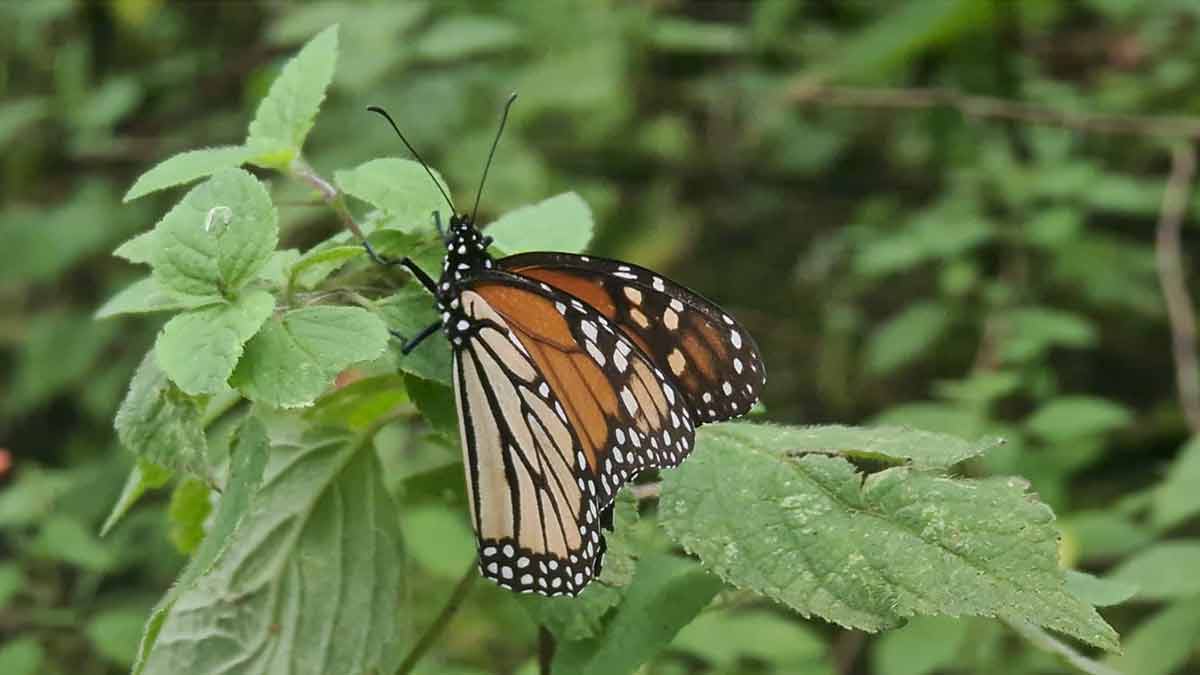 Santuario de la mariposa monarca: ¿Qué no hacer cuando vas de visita?