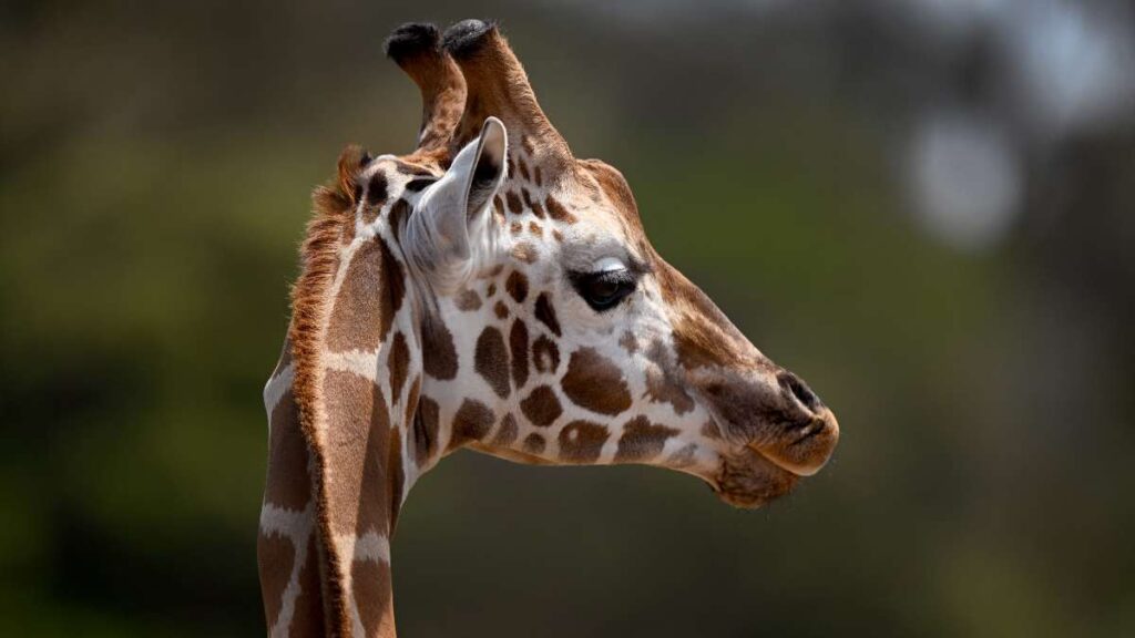 Por un susto: muere jirafa bebé en zoológico de EU