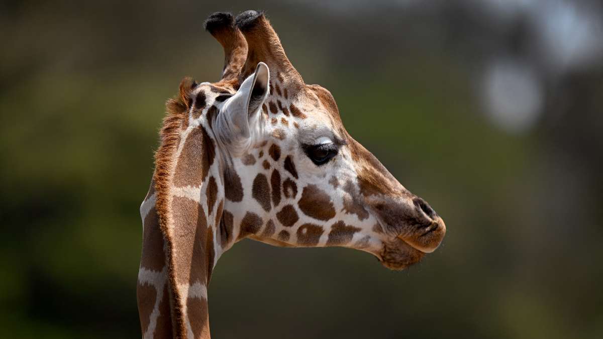 Luto en el reino animal: por susto, muere jirafa bebé en zoológico de EU