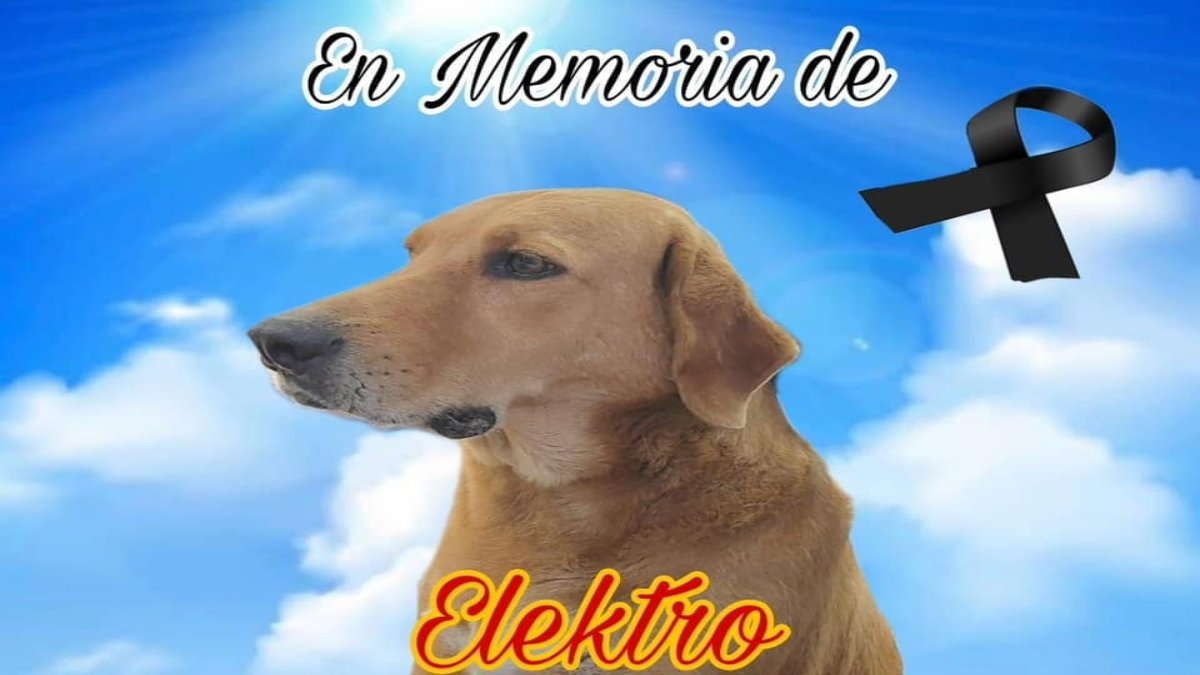 ¡Fue culpa de la pirotecnia! Elektro, famoso perro adoptado por la tienda Elektra, muere de un infarto