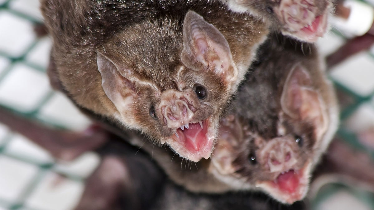 Murciélagos vampiros podrían migrar de Latinoamérica a EU por cambio climático