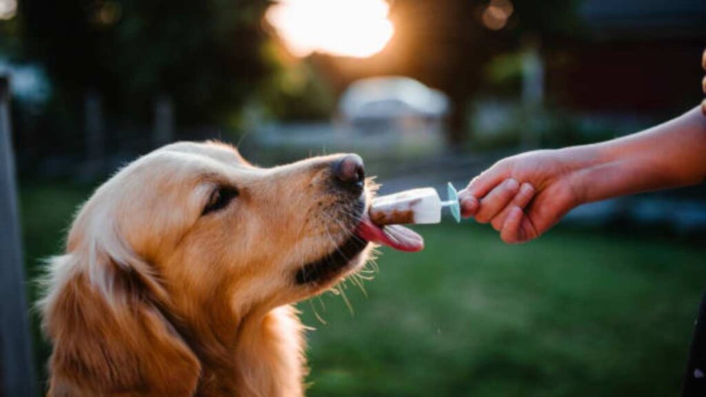 Recetas de premios caseros para perros