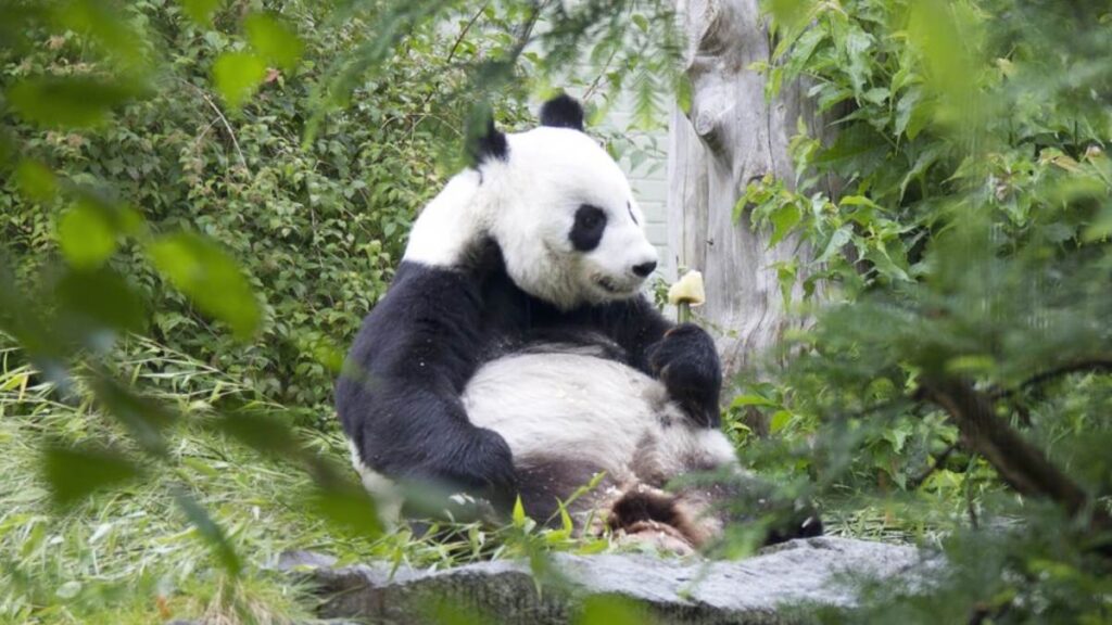 osos pandas regresan a China