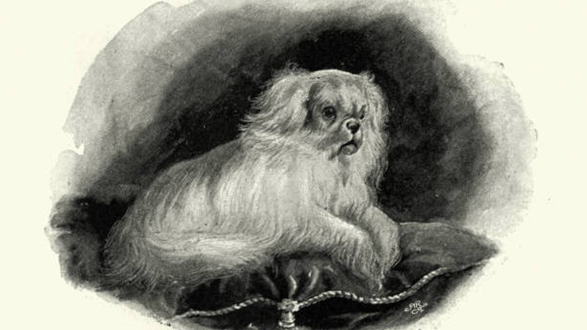 Conoce al perro pekinés que fue robado a China y regalado a la reina Victoria; desató la moda por el lujo en Inglaterra