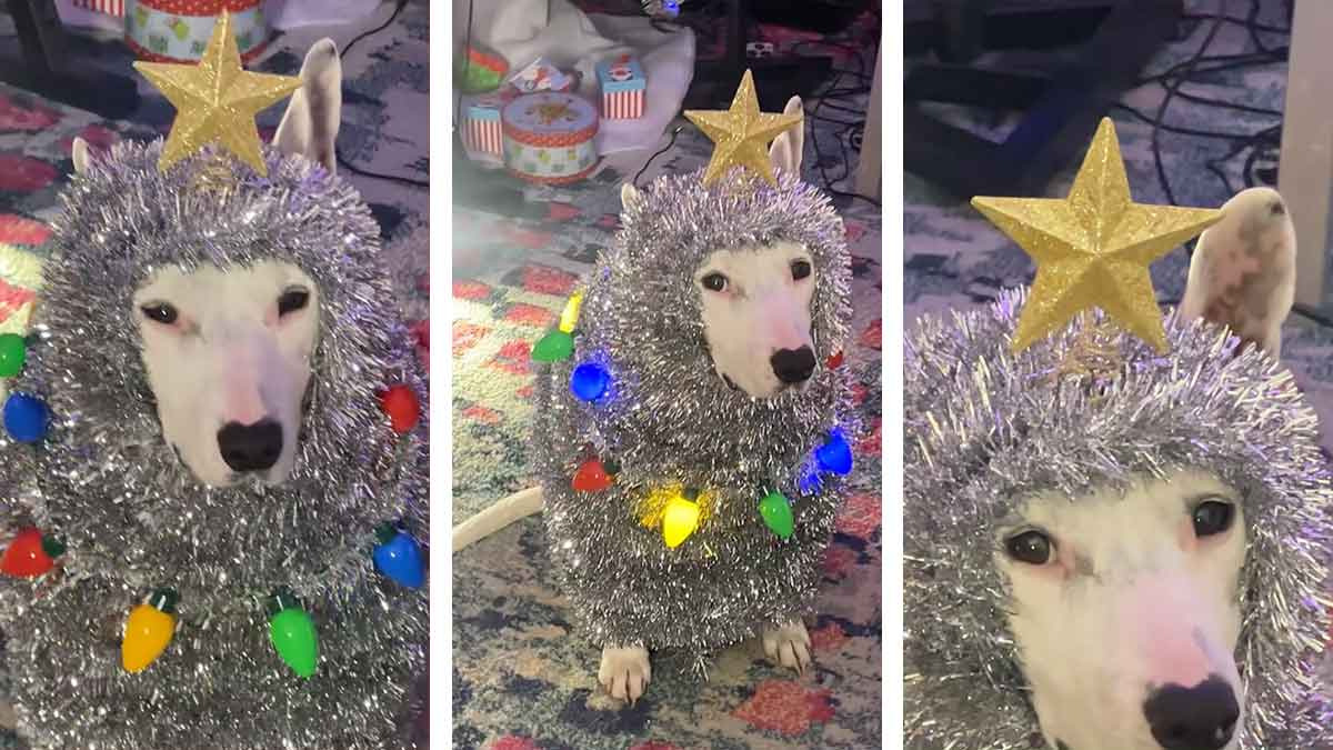 El perrito árbol de navidad sí existe