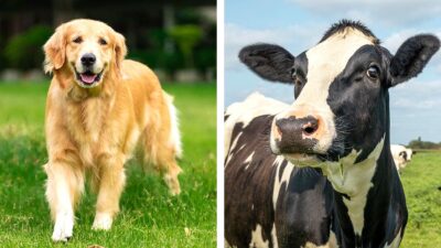 Perrito crece con vacas y aprende a mugir