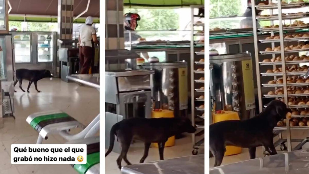 Perrito entra sigilosamente a una panadería para robarse un bolillo, el ladrón más tierno que veras