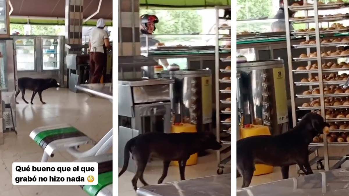 Perrito entra sigilosamente a una panadería para robarse un bolillo, el ladrón más tierno que verás