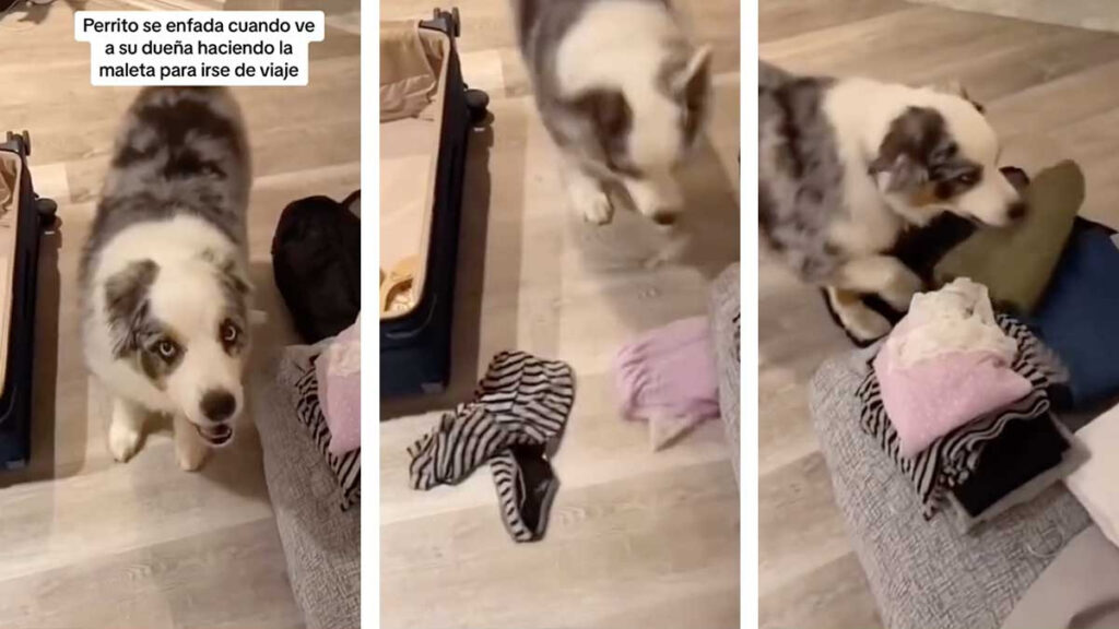 Perrito se enoja al darse cuenta que su dueña se ira de viaje y le deshace la maleta