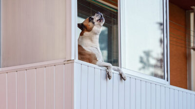 Cómo calmar a un perro que ladra mucho