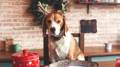 Perro roba la cena de Navidad durante intercambio de regalos