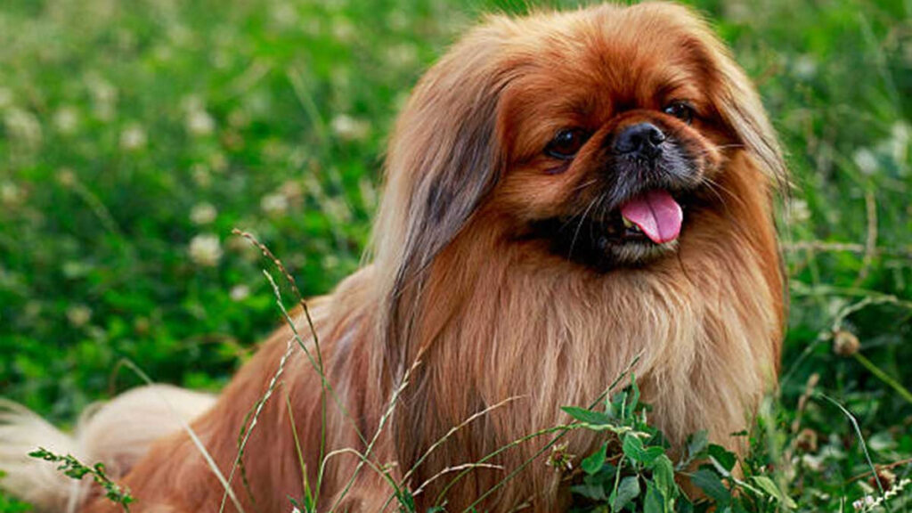 Looty, perro pekinés robado a China, causó furor en Inglaterra en el siglo XIX