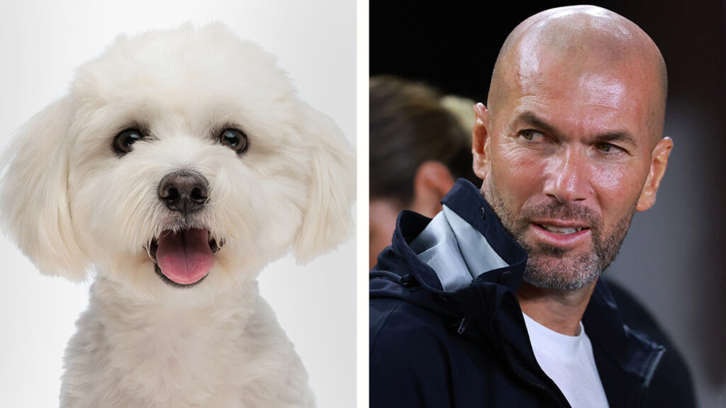 perro estilo Milú de Zidane