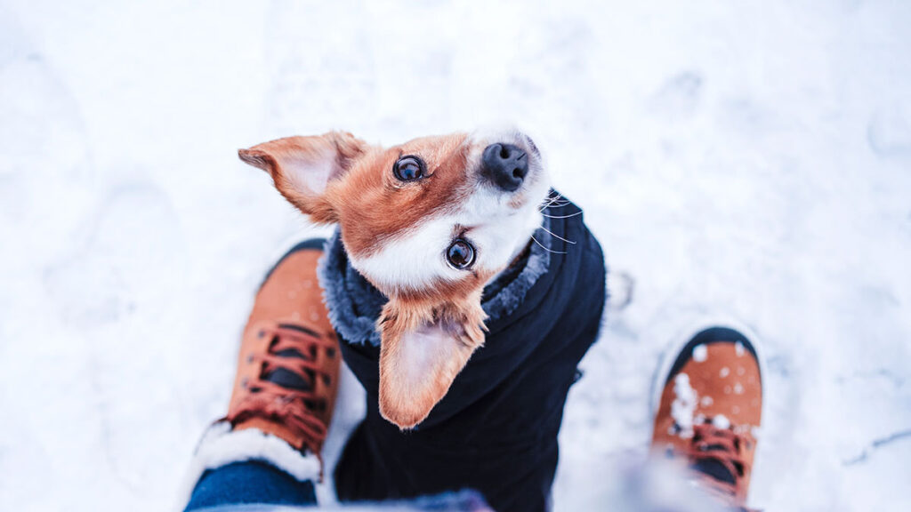¿Qué darle de comer a tu mascota en invierno?