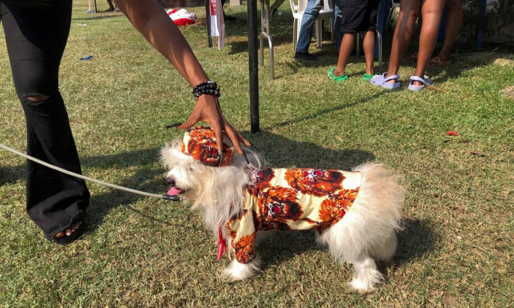 Carnaval Canino de Lagos: Nigeria presume a sus perros con disfraces