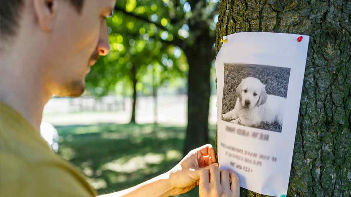 ¿Se extravió tu perro o gato? Evita riesgos de extorsión al buscarlo