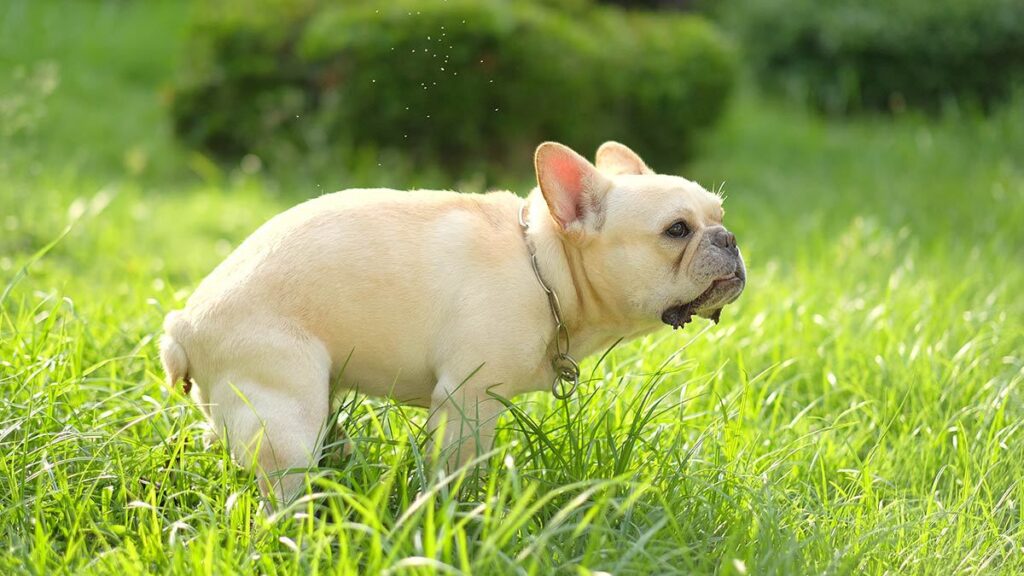 Por qué los perros rascan el suelo después de hacer sus necesidades