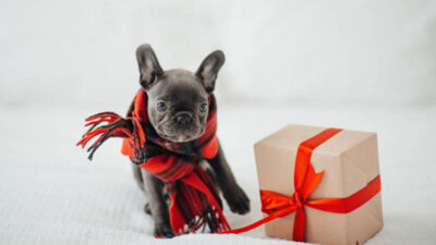 No des mascotas como regalo esta Navidad, aquí te decimos por qué