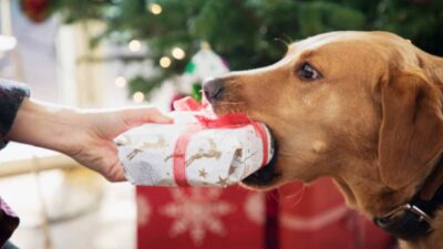 Perro presume su regalo en intercambio navideño familiar; ve video
