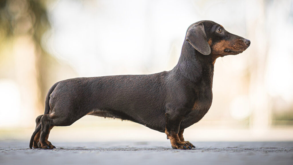 Razas de perros ideales para vivir en departamento