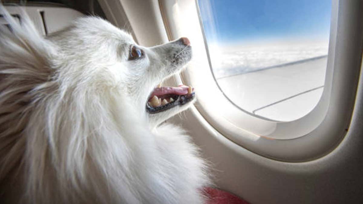Aerolínea europea ofrece comida para perros en su menú