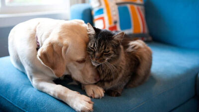 Perro y gato se vuelven los mejores amigos unidos por sus discapacidades