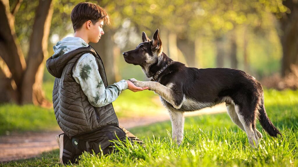 ¿A qué edad un perro es adolescente?