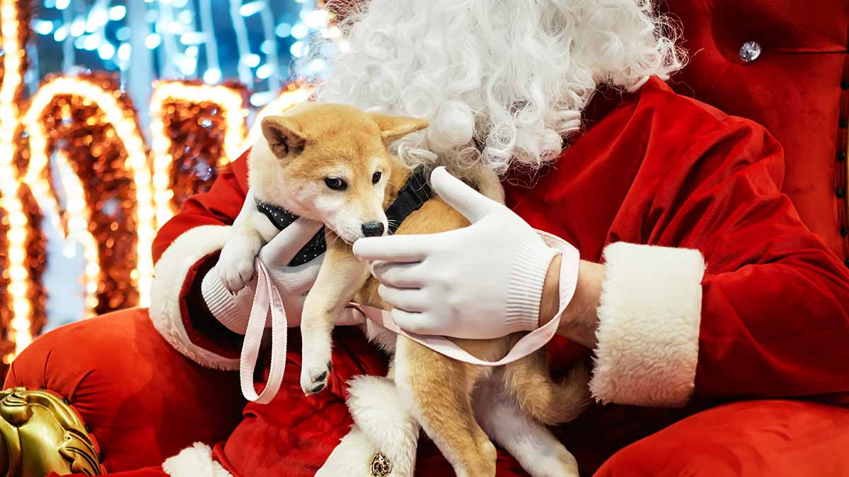 Perritos rescatados del Metro entregarán cartas de niños a Santa y a los Reyes Magos, ¿cómo enviar una?