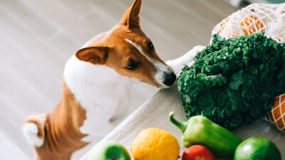 Frutas verduras no deben comer perros