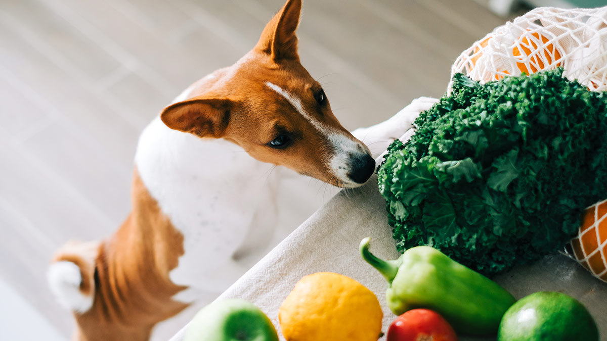 las semillas de aguacate son malas para los perros