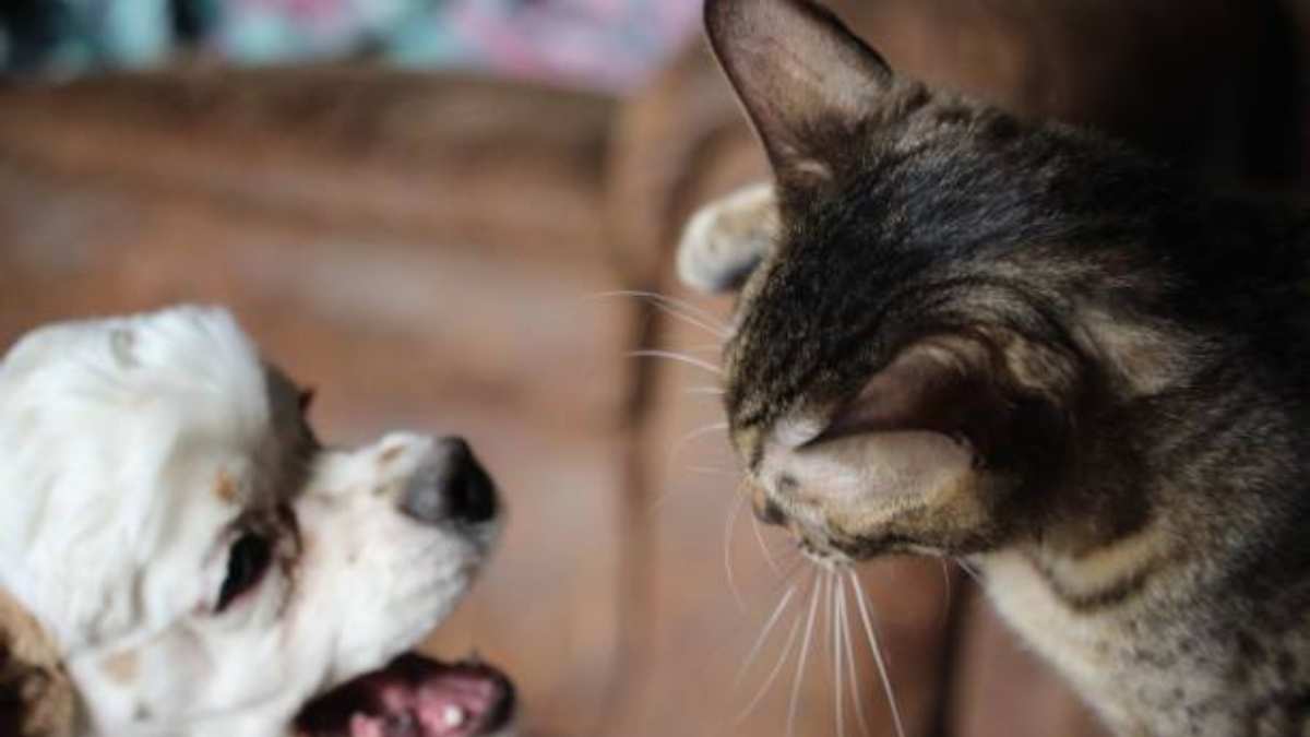 Perrito protagoniza épica pelea con un gatito mientras otro peludo trata de separarlos; ve el video