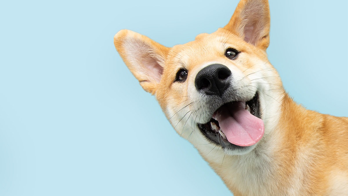 ¿¡On ta!? Perros jugando a las escondidas se vuelven una sensación en redes; ve aquí el video