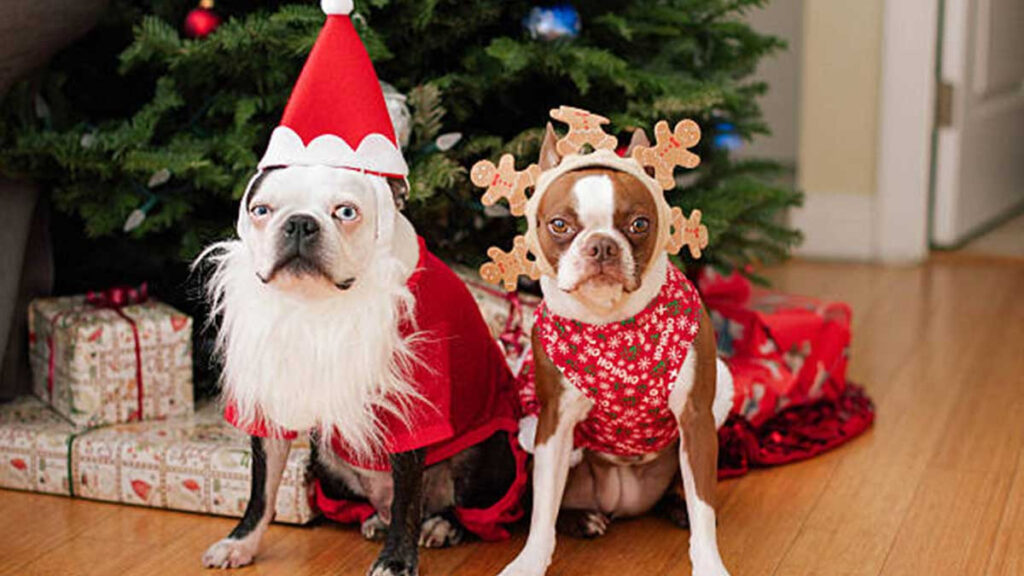 Perros Navidad disfraz reno y santa