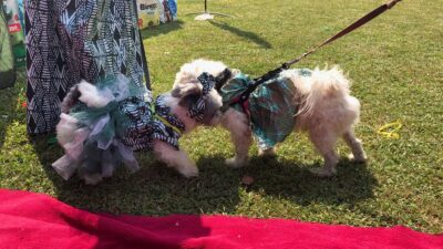 Carnaval Canino de Lagos: Nigeria presume a sus perros con disfraces