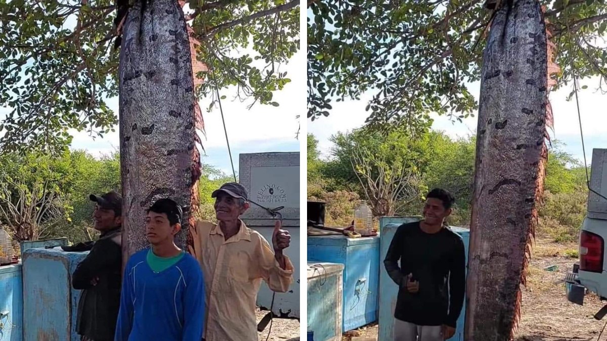 Temen terremoto: capturan impresionante pez remo en Chiapas; mide casi 4 metros