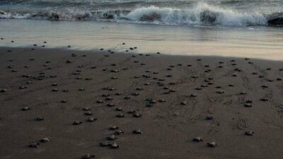 Playa El Verde Camacho, es oficialmente un área natural protegida