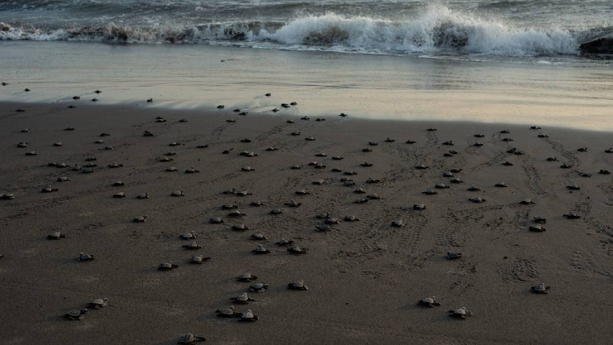 Un santuario más: Esta playa mexicana ya es área natural protegida; qué significa