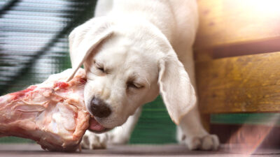 Por qué no debes darle carne cruda a tu perro