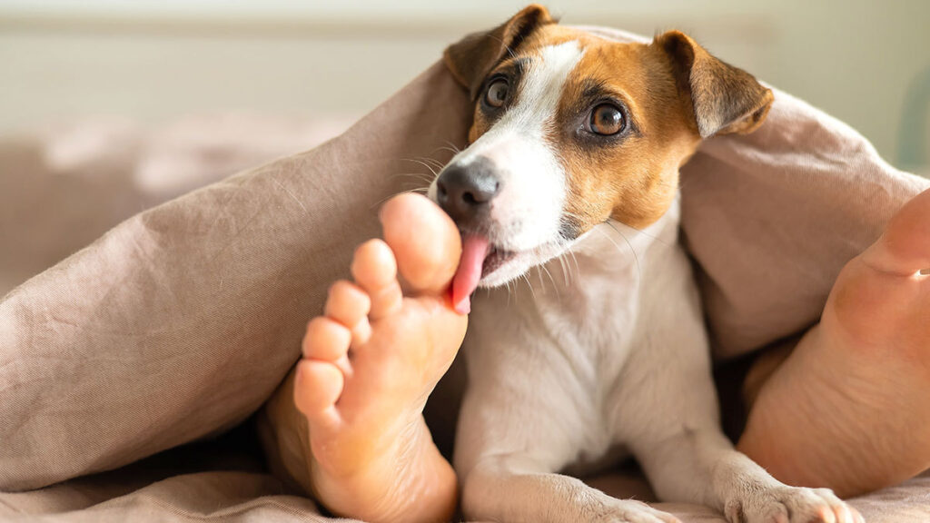 ¿Por qué tu perro te lame los pies?