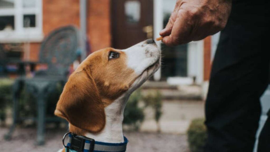 Recetas de premios caseros para perros