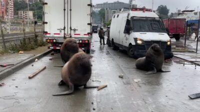 Animales salen a las calles de Chile
