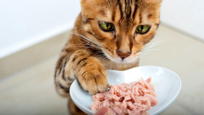 Qué otros alimentos pueden comer los gatos, además de las croquetas