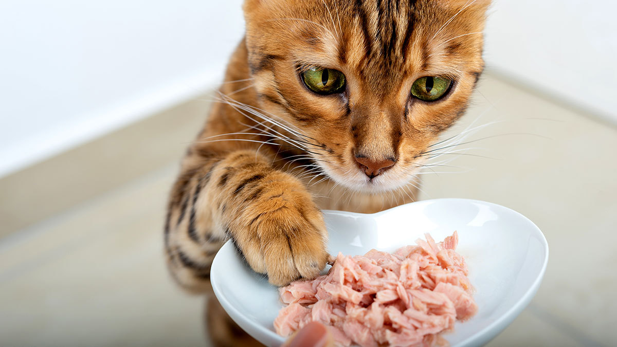 ¿Qué otros alimentos pueden comer los gatos, además de las croquetas?