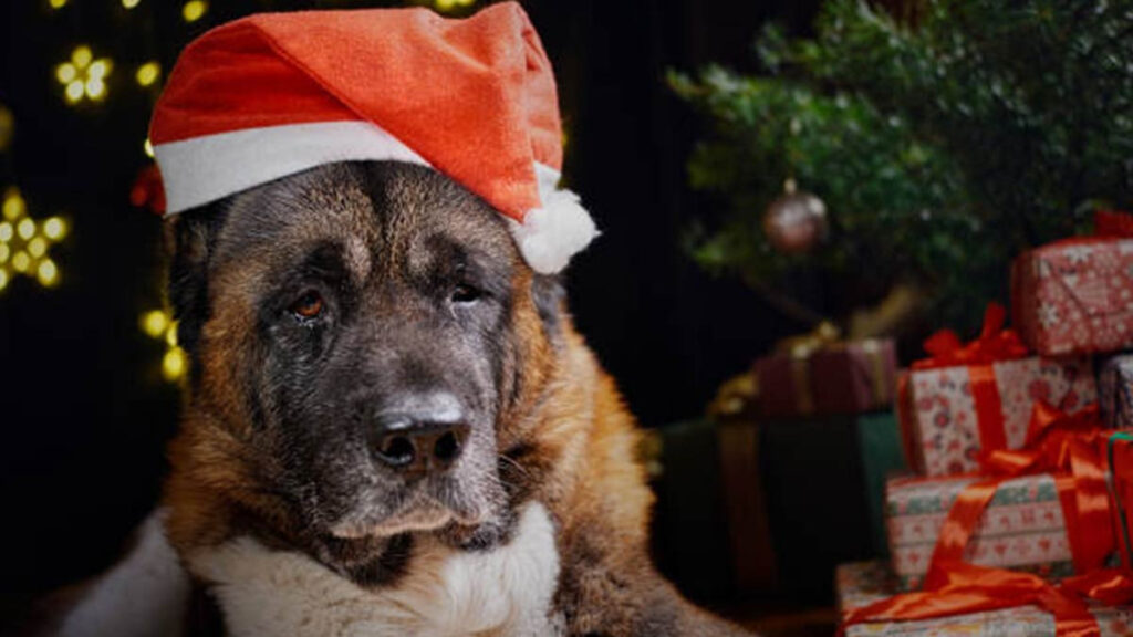 No des mascotas como regalo esta Navidad, aquí te decimos por qué