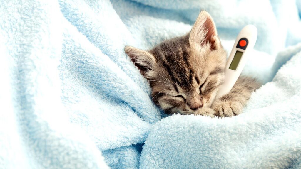 Resfriado en gatos: síntomas y cómo curarlos