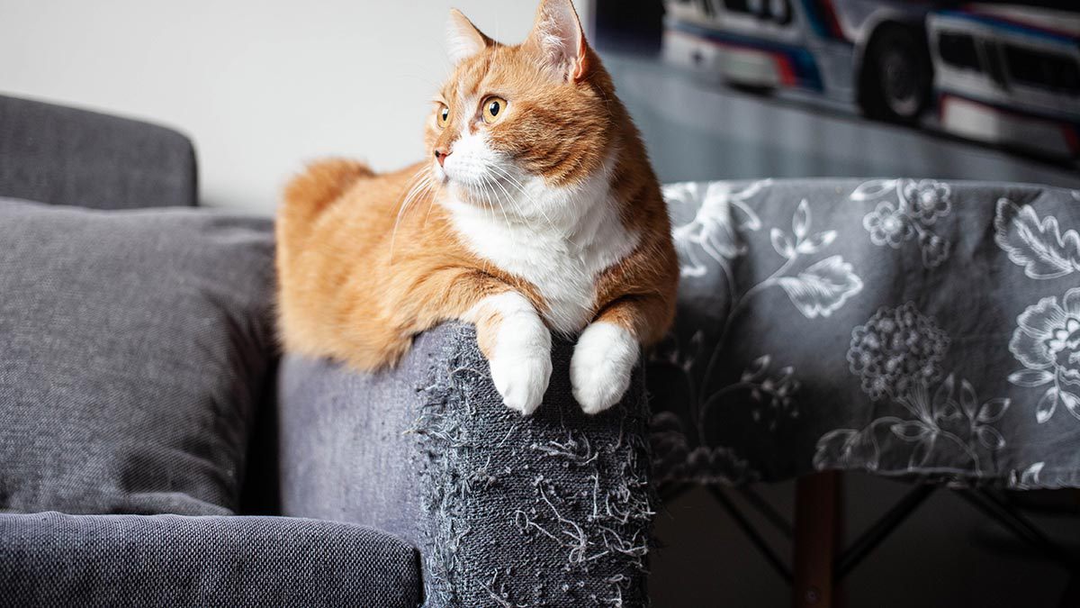5 Tips para evitar que tu gato rasque los muebles
