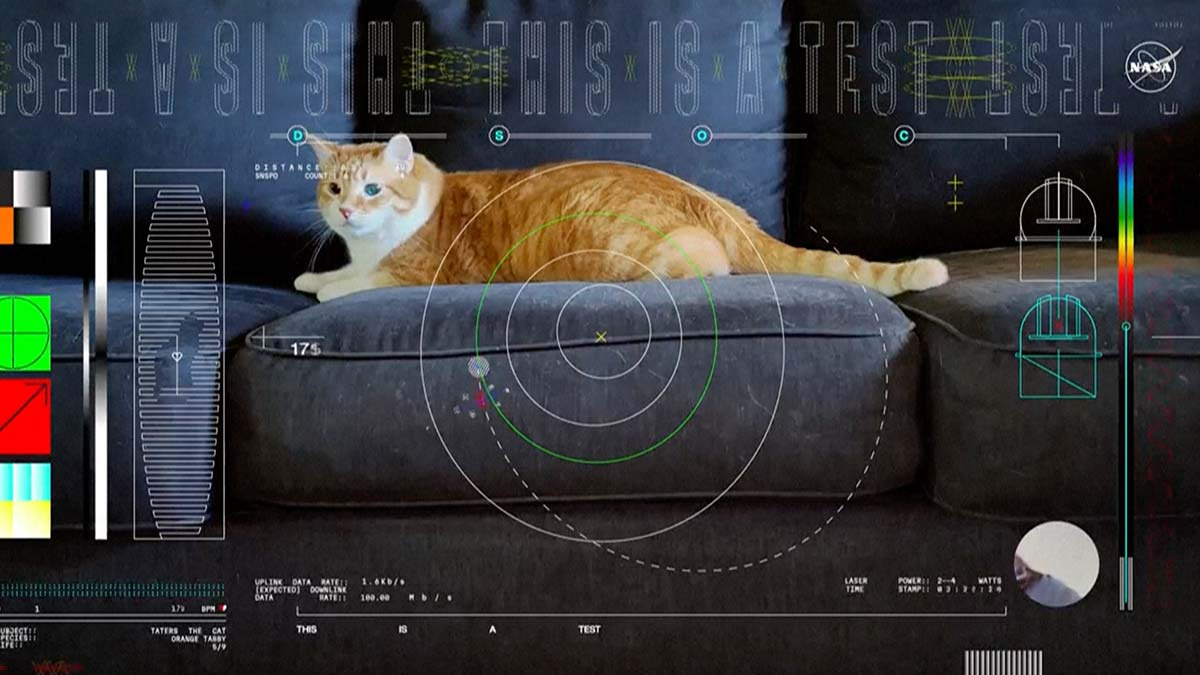 Taters, el gato que protagonizó el video que transmitió la NASA desde el espacio profundo