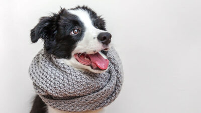 Tips para quitarle el frío a tu perro