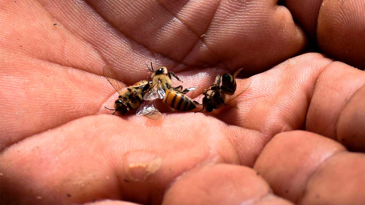 Denuncian muerte masiva de abejas en Campeche