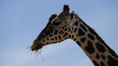 africam-safari-en-puebla-como-llegar-y-visitar-a-la-jirafa-benito